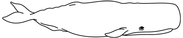 Coloriage à imprimer ; une baleine