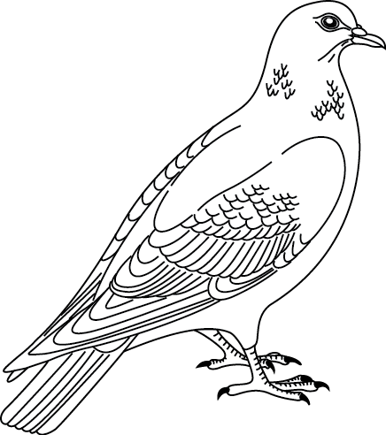 Coloriage à imprimer ; un pigeon