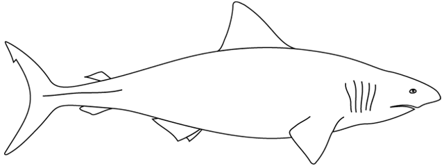 Coloriage à imprimer ; un requin