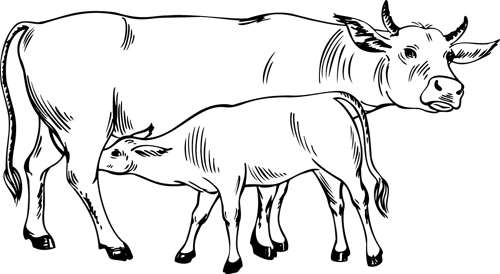 Coloriage la vache et le veau
