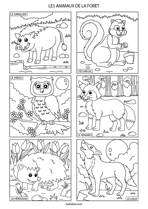 Dessins à imprimer et à colorier ; 6 animaux de la forêt : un sanglier, un écureuil, un hibou, un renard, un hérisson et un loup