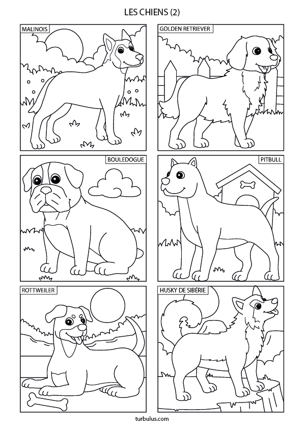 Dessin à imprimer et à colorier ; 6 races de chiens : le malinois, le golden retriever, le bouledogue, le pitbull, le rottweiler et le husky de Sibérie