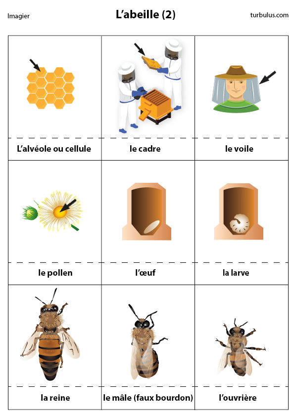 Fiche pédagogique sur la vie des abeilles : l'alvéole, le cadre, le voile, le pollen, l'œuf, la larve, la reine, le faux-bourdon et l'ouvrière.