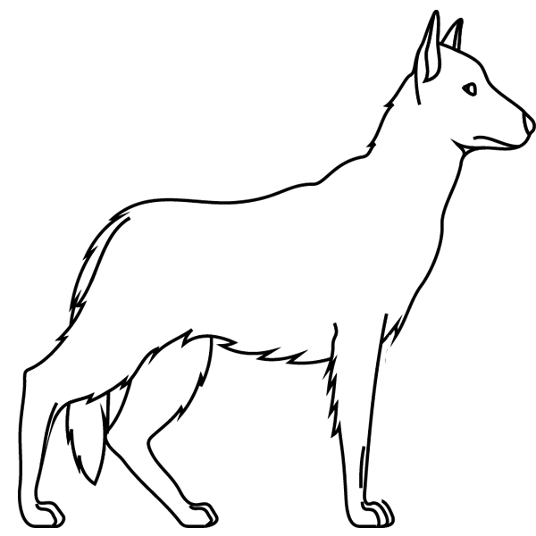 Coloriage chien berger allemand
