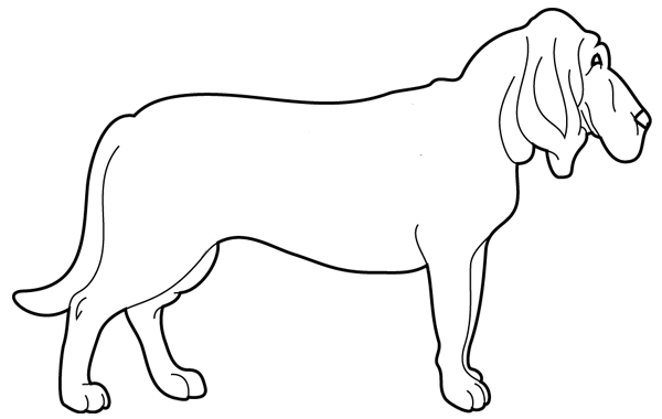 Coloriage à imprimer ; le chien de Saint Hubert