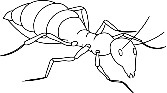 Coloriage à imprimer ; une fourmi