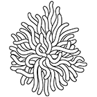 Coloriage à imprimer : une anémone de mer