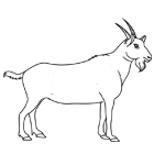 Coloriage : une chèvre
