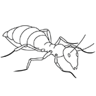 Coloriage : une fourmi