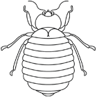 Coloriage : un scarabée