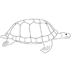 Coloriage à imprimer : une tortue