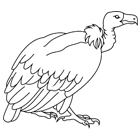 Coloriage : un vautour