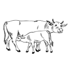 Coloriage : la vache et la veau